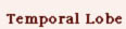 temporal lobe