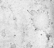 splotch